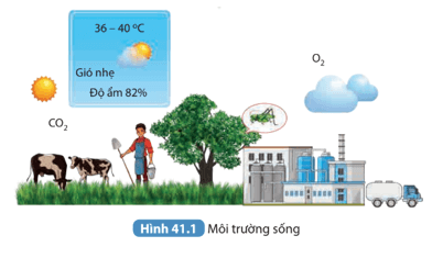 Quan sát Hình 41.1 em hãy kể tên các nhân tố trong môi trường sống của cây xanh