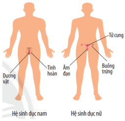 Lý thuyết KHTN 8 Kết nối tri thức Bài 30: Khái quát về cơ thể người 