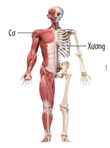 Lý thuyết KHTN 8 Kết nối tri thức Bài 30: Khái quát về cơ thể người 