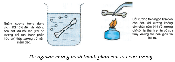 Lý thuyết KHTN 8 Kết nối tri thức Bài 31: Hệ vận động ở người 