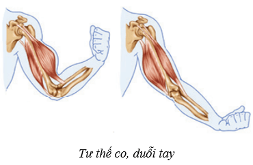 Lý thuyết KHTN 8 Kết nối tri thức Bài 31: Hệ vận động ở người 