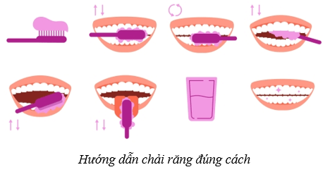 Lý thuyết KHTN 8 Kết nối tri thức Bài 32: Dinh dưỡng và tiêu hóa ở người 