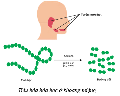 Lý thuyết KHTN 8 Kết nối tri thức Bài 32: Dinh dưỡng và tiêu hóa ở người 