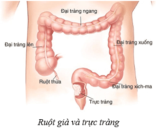 Lý thuyết KHTN 8 Kết nối tri thức Bài 32: Dinh dưỡng và tiêu hóa ở người 