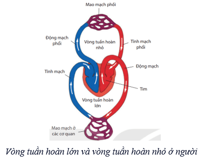 Lý thuyết KHTN 8 Kết nối tri thức Bài 33: Máu và hệ tuần hoàn của cơ thể người 