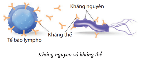 Lý thuyết KHTN 8 Kết nối tri thức Bài 33: Máu và hệ tuần hoàn của cơ thể người 