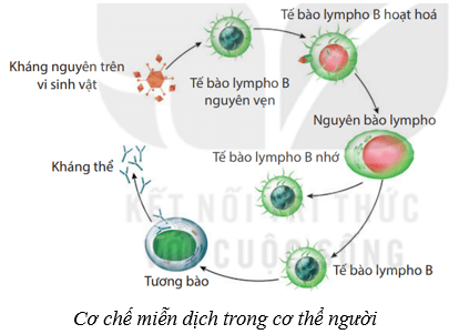 Lý thuyết KHTN 8 Kết nối tri thức Bài 33: Máu và hệ tuần hoàn của cơ thể người 