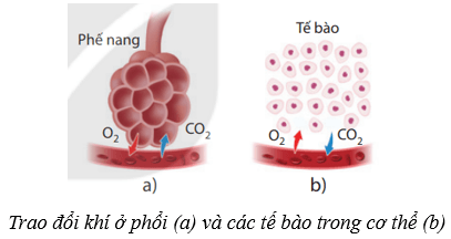 Lý thuyết KHTN 8 Kết nối tri thức Bài 34: Hệ hô hấp ở người 