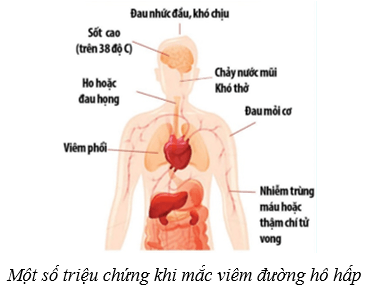 Lý thuyết KHTN 8 Kết nối tri thức Bài 34: Hệ hô hấp ở người 