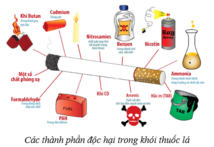 Lý thuyết KHTN 8 Kết nối tri thức Bài 34: Hệ hô hấp ở người 