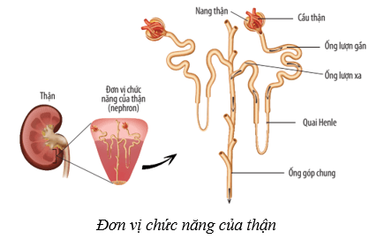 Lý thuyết KHTN 8 Kết nối tri thức Bài 35: Hệ bài tiết ở người 