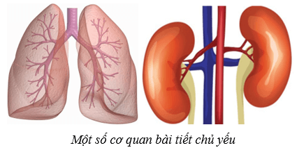 Lý thuyết KHTN 8 Kết nối tri thức Bài 35: Hệ bài tiết ở người 