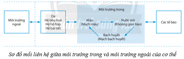 Lý thuyết KHTN 8 Kết nối tri thức Bài 36: Điều hòa môi trường trong của cơ thể người 