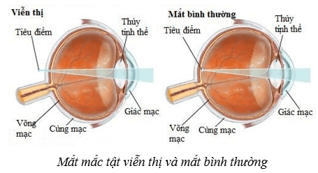 Lý thuyết KHTN 8 Kết nối tri thức Bài 37: Hệ thần kinh và các giác quan ở người 