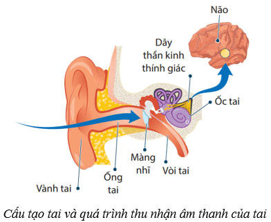 Lý thuyết KHTN 8 Kết nối tri thức Bài 37: Hệ thần kinh và các giác quan ở người 