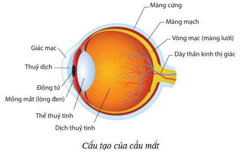 Lý thuyết KHTN 8 Kết nối tri thức Bài 37: Hệ thần kinh và các giác quan ở người 