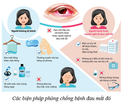 Lý thuyết KHTN 8 Kết nối tri thức Bài 37: Hệ thần kinh và các giác quan ở người 