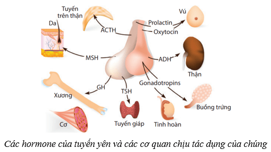 Lý thuyết KHTN 8 Kết nối tri thức Bài 38: Hệ nội tiết ở người 