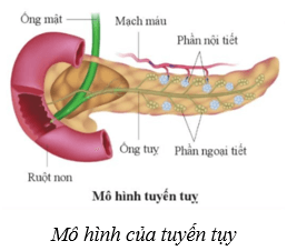 Lý thuyết KHTN 8 Kết nối tri thức Bài 38: Hệ nội tiết ở người 