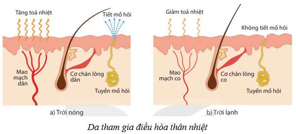 Lý thuyết KHTN 8 Kết nối tri thức Bài 39: Da và điều hòa thân nhiệt ở người 