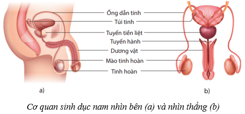 Lý thuyết KHTN 8 Kết nối tri thức Bài 40: Sinh sản ở người 