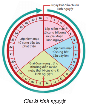 Lý thuyết KHTN 8 Kết nối tri thức Bài 40: Sinh sản ở người 