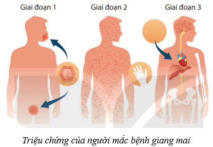 Lý thuyết KHTN 8 Kết nối tri thức Bài 40: Sinh sản ở người 