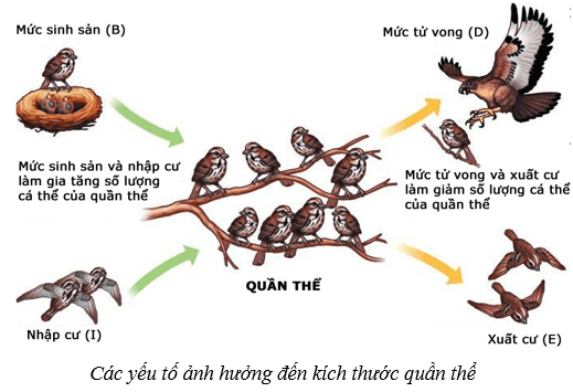 Lý thuyết KHTN 8 Kết nối tri thức Bài 42: Quần thể sinh vật 