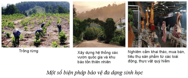 Lý thuyết KHTN 8 Kết nối tri thức Bài 43: Quần xã sinh vật 