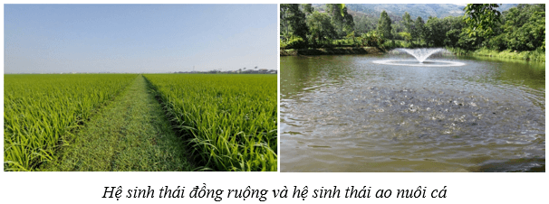 Lý thuyết KHTN 8 Kết nối tri thức Bài 44: Hệ sinh thái 