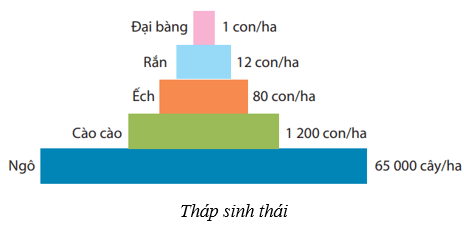 Lý thuyết KHTN 8 Kết nối tri thức Bài 44: Hệ sinh thái 