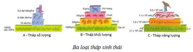 Lý thuyết KHTN 8 Kết nối tri thức Bài 44: Hệ sinh thái 