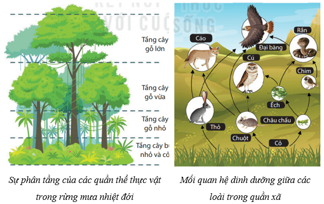 Lý thuyết KHTN 8 Kết nối tri thức Bài 46: Cân bằng tự nhiên 