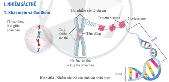 Quan sát hình 35.1, cho biết nhiễm sắc thể được cấu tạo từ những thành phần nào