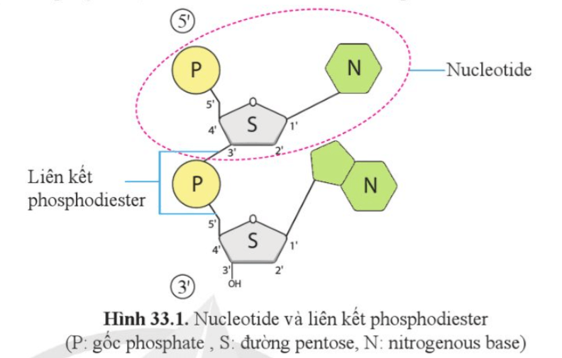 Quan sát hình 33.1, cho biết một nucleotide gồm những thành phần nào