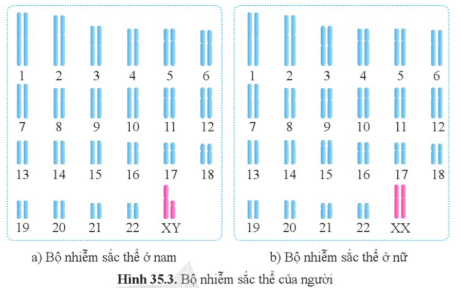 Đọc thông tin và quan sát hình 35.3, cho biết cặp nhiễm sắc thể nào là cặp nhiễm sắc thể giới tính