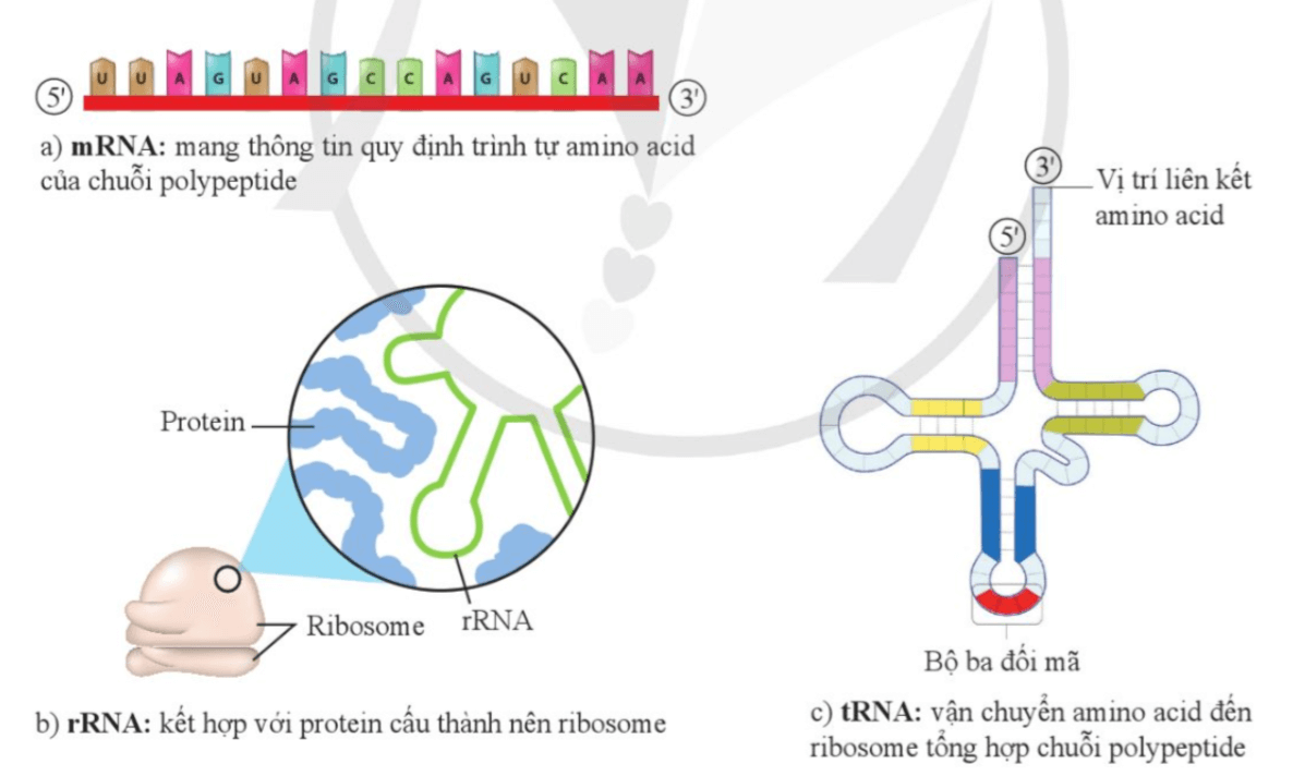 Phân biệt các loại RNA được thể hiện trong hình 33.3