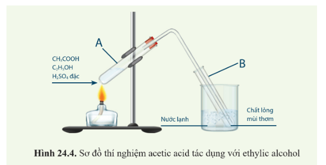 Lý thuyết KHTN 9 Bài 24: Acetic acid | Cánh diều