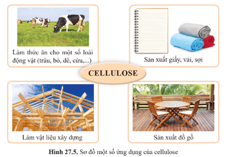 Lý thuyết KHTN 9 Bài 27: Tinh bột và cellulose | Cánh diều