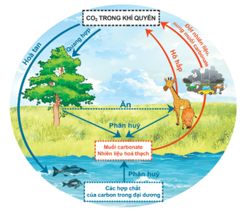 Lý thuyết KHTN 9 Bài 32: Nguồn carbon. Chu trình carbon. Sự ấm lên toàn cầu | Cánh diều