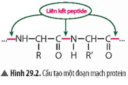 Quan sát Hình 29.2, hãy nêu nhận xét về đặc điểm cấu tạo của protein trang 126 KHTN 9