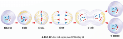 Quan sát Hình 43.1, hãy cho biết kết quả của quá trình nguyên phân