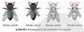 Đọc đoạn thông tin và quan sát Hình 40.2, hãy cho biết cơ sở nào dẫn đến sự khác nhau