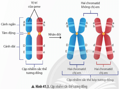 Quan sát Hình 41.3, hãy cho biết đặc điểm của cặp nhiễm sắc thể tương đồng