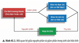 Quan sát Hình 43.3, hãy trình bày mối quan hệ giữa nguyên phân, giảm phân