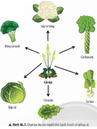 Quan sát Hình 46.3, hãy cho biết con người đã tạo ra các giống cải bằng cách chọn lọc các biến dị