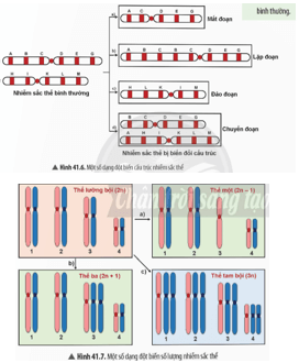Quan sát Hình 41.6 và 41.7, em hãy nhận xét về những biến đổi của nhiễm sắc thể đột biến
