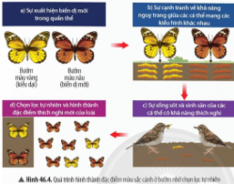 Quan sát Hình 46.4, hãy mô tả quá trình chọn lọc tự nhiên trong sự hình thành đặc điểm 