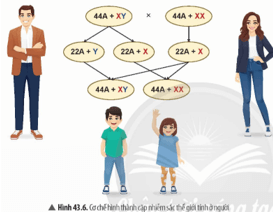 Quan sát Hình 43.6, hãy trình bày cơ chế xác định giới tính ở người