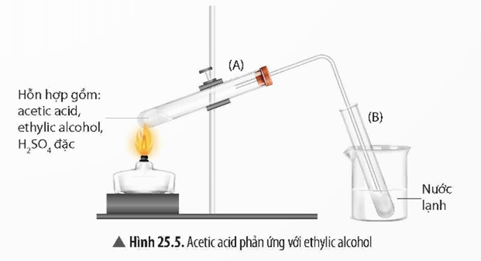 Lý thuyết KHTN 9 Bài 25: Acetic acid | Chân trời sáng tạo